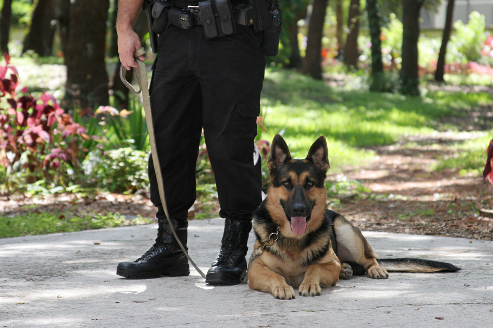 What Dogs Do Police Use For Sniffer Dogs